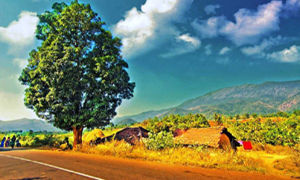 Araku