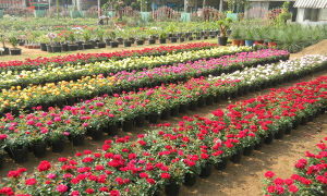 Kadiyam Nurseries