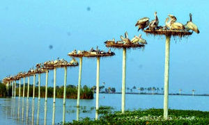 Kolleru Bird Sanctuary 