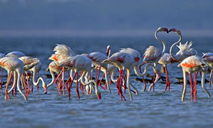 Pulicat Bird Sanctuary